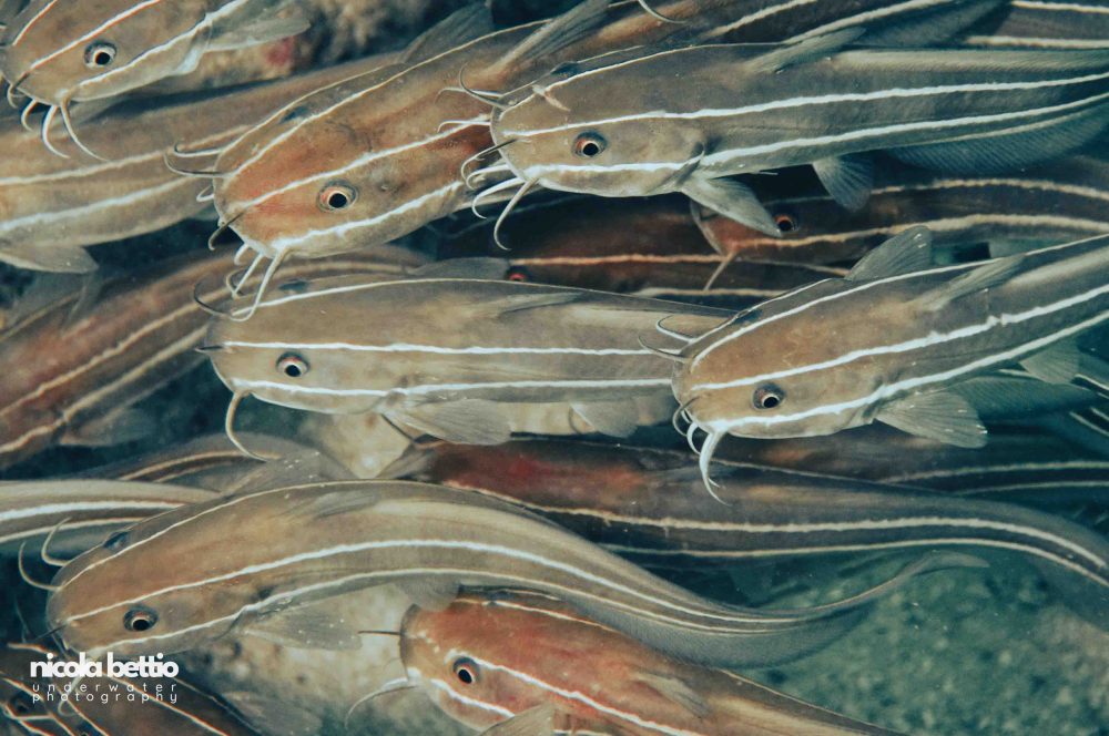 Striped Eel Catfish