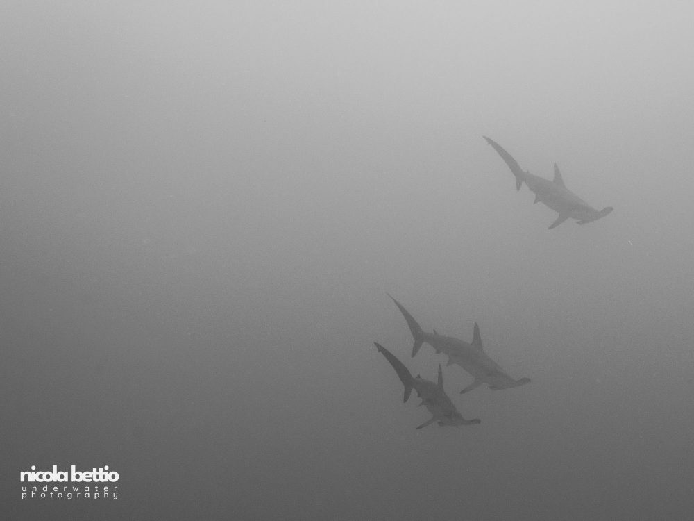 Hammerheads Yanbu